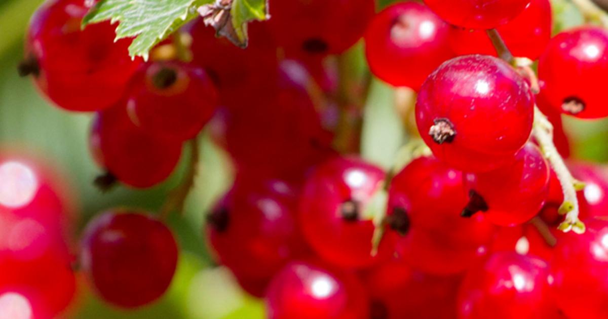 Rote Johannisbeere pflanzen & pflegen Liebe deinen Garten